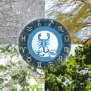 Гороскопы для Скорпиона