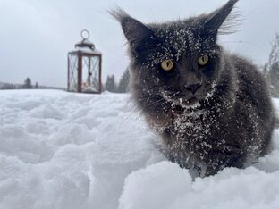 Четвероногие члены семьи.