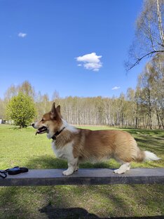 Дрессировка🥇