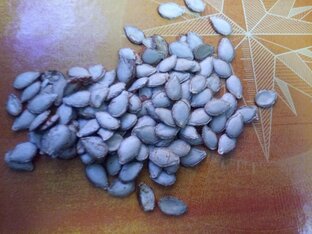 Разные способы подготовки семян к посеву.