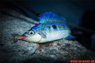 Рокфишинг или rockfish