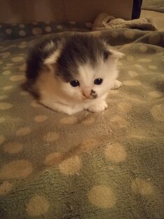 Кошарики Казачьего Хутора