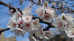 ☆ ПОЭЗИЯ И ПРОЗА РУССКОЙ ВЕСНЫ