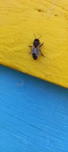 Летний сезон