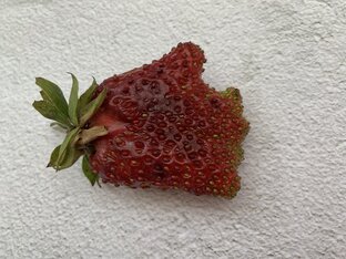 Клубника, садовая земляника, виктория