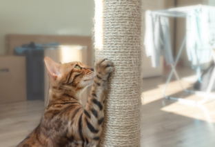 Психология кошек, коррекция поведения