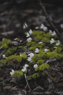 Искусство природы 🌿
