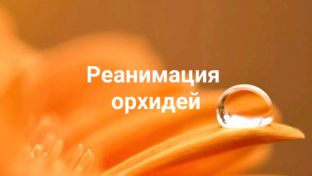 Реанимация орхидей