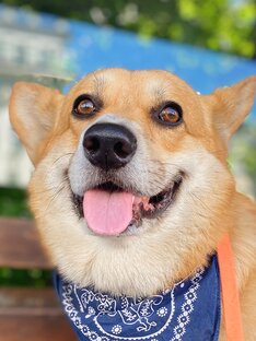 Язычок по вторникам