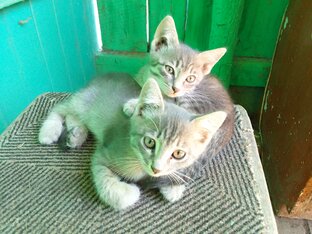 Котята - непоседы