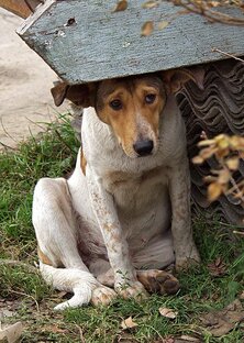 Нет верней в жизни друга, чем собака