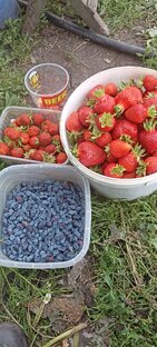 Весеннее Опрыскивание клубники