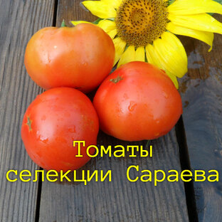 Томаты устойчивые к весенним заморозкам, селекции Сараева, их семена.