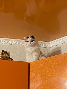 Маркиза