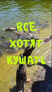 КОРОТКИЕ ВИДЕО, РАЗНОЕ