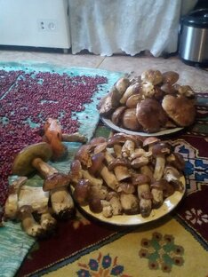 Грибалка 🍄