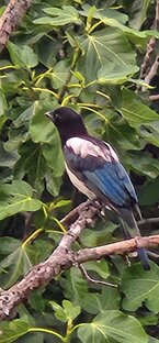 Моменты из жизни птичек