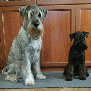 Бородатые балбесы