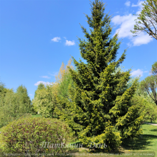 Мир лечебных растений