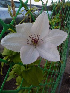 Клематисы