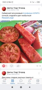 Лучшие томаты