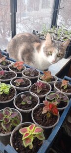 Анфиса, моя кошечка🐈