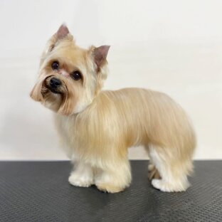 Йоркширский терьер 