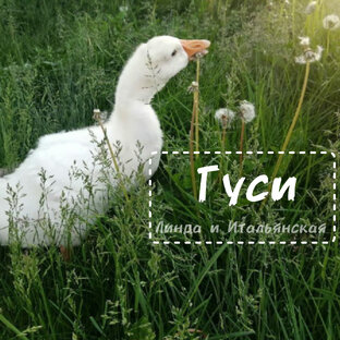Гуси 