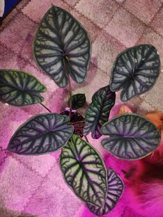 Алоказия шкура дракона! 