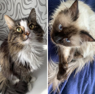 Котики