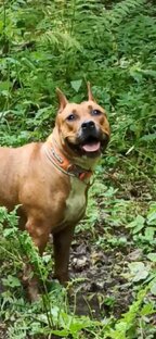 Амстафф БРЕНДА ❤️