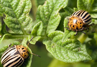 Вредители картофеля