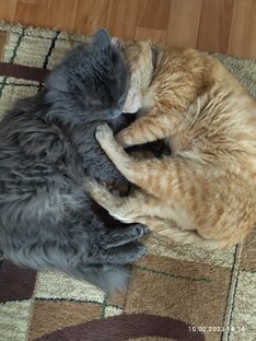 Котики