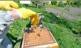 Развитие пчелосемьи.