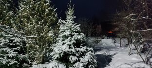 Ëлки, сосны, тополя
