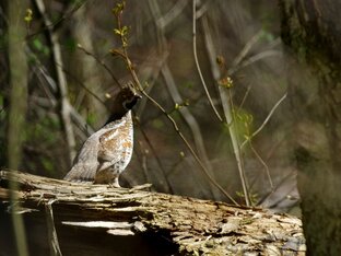 Звуки природы