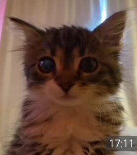 Cat💙