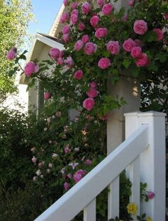 Флора и фауна