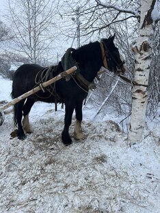 Владимирский жеребец лидер 