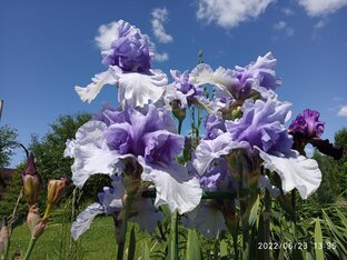 Сад непрерывного цветения