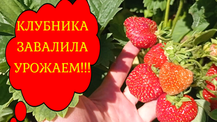 КЛУБНИКА УХОД