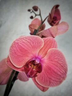 О ТЕХ, КТО КРОМЕ