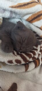 Братья наши меньшие!