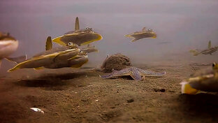 КОРОТКИЕ ВИДЕО 