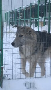 Собака