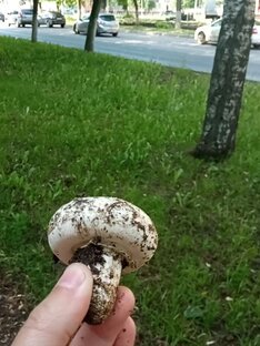 Грибы в большом городе! 