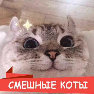 Смешные коты