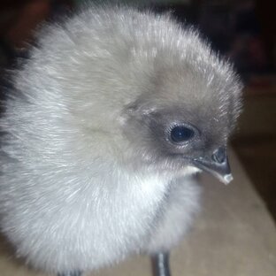 Выращивание цыплят и индюшат