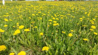 Сад, огород