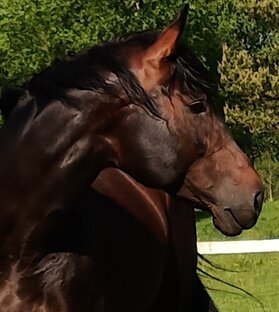 наши лошади